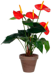 Anthurium, Mica - rood, groen