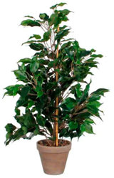 Ficus Exotica 65cm, Mica - groen