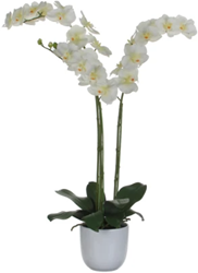 Phalaenopsis orchidee 100cm, Mica - wit, groen